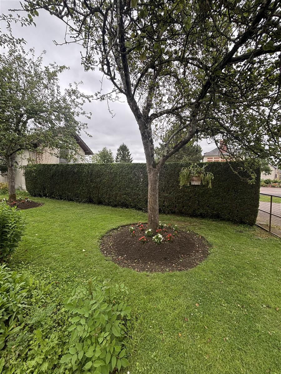 Massif fleuri entretenu au pied d'un arbre et haie taillée en fond de jardin
